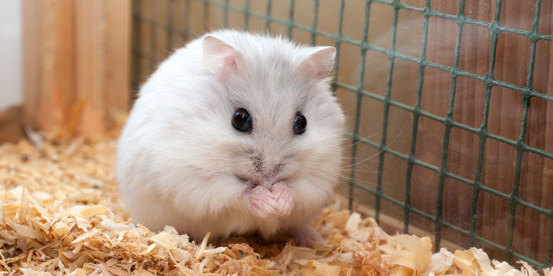 What Should You Do If Your Hamster Has Babies?
